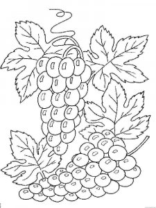 Grape coloring page 13 - Free printable
