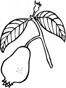 Guava coloring page 6 - Free printable