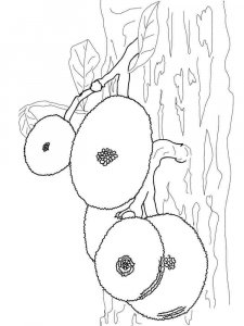 Jackfruit coloring page 4 - Free printable