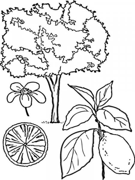 Lemon coloring pages