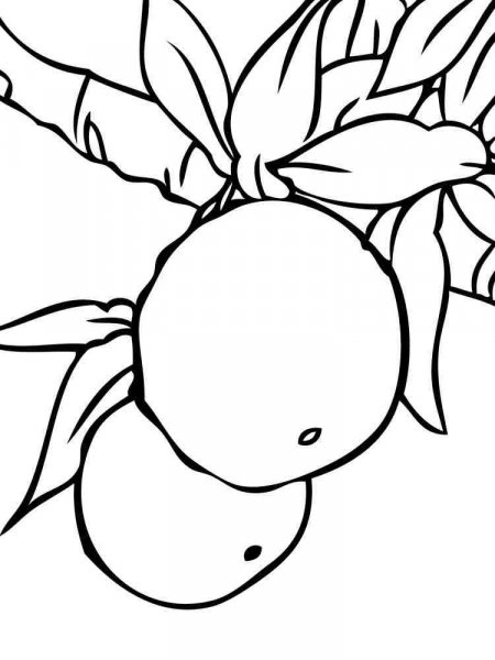 Tangerine coloring pages