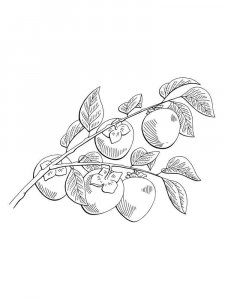 Persimmon coloring page 10 - Free printable