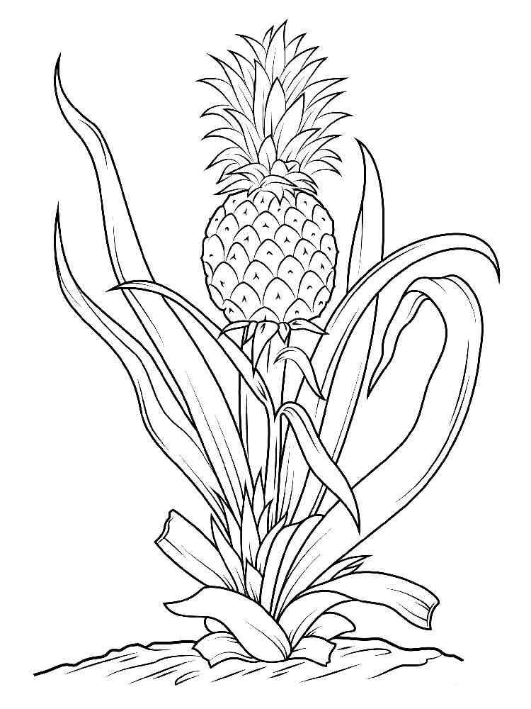 Download Pineapple coloring pages. Download and print Pineapple ...