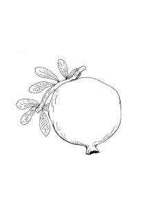 Pomegranate coloring page 14 - Free printable