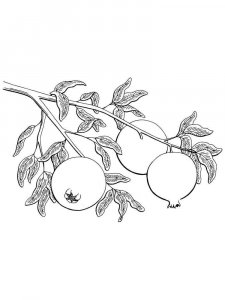 Pomegranate coloring page 5 - Free printable