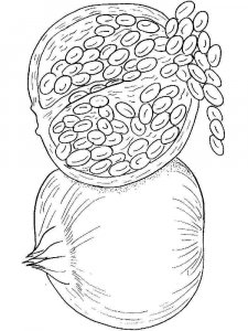 Pomegranate coloring page 27 - Free printable