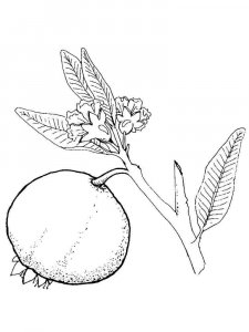 Pomegranate coloring page 21 - Free printable