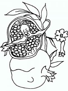 Pomegranate coloring page 23 - Free printable
