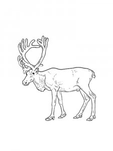 Reindeer coloring page 12 - Free printable