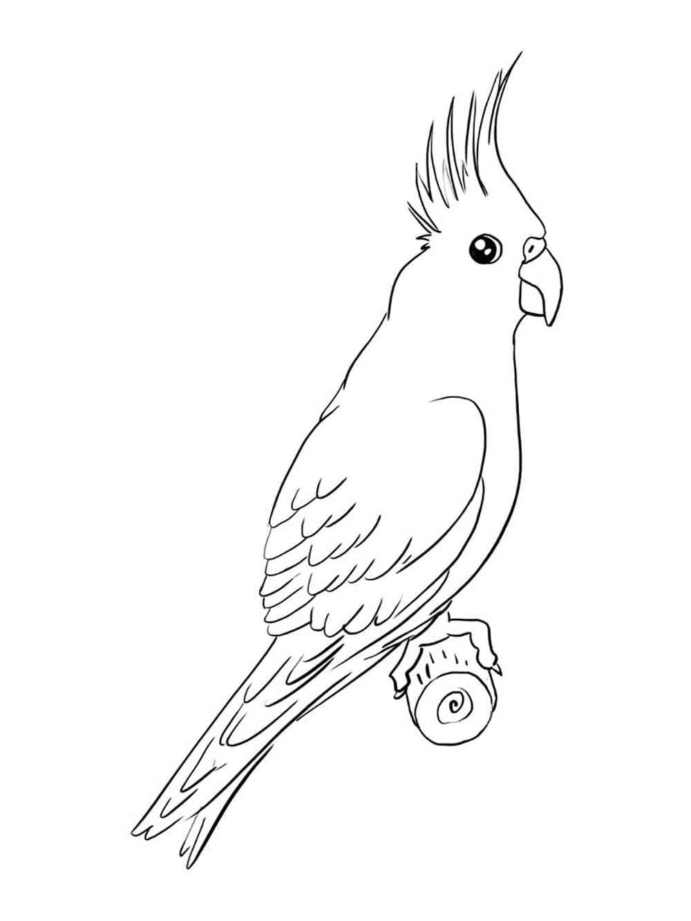 Cockatiel coloring pages