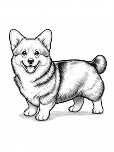 Corgi Coloring Pages 31