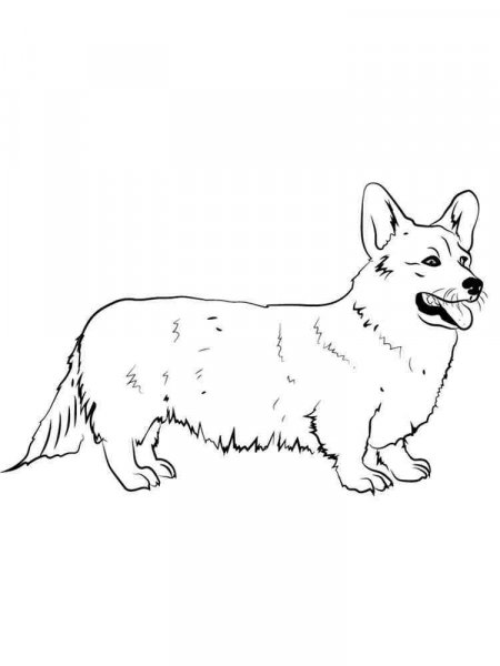 Corgi coloring pages