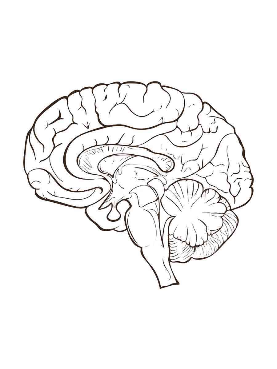 Большой мозг рисунок
