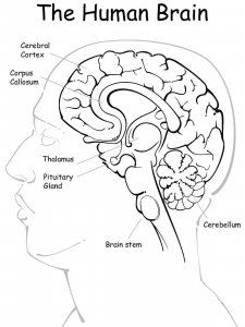 Human Brain coloring pages