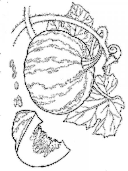 Pumpkin coloring pages. Download and print Pumpkin coloring pages