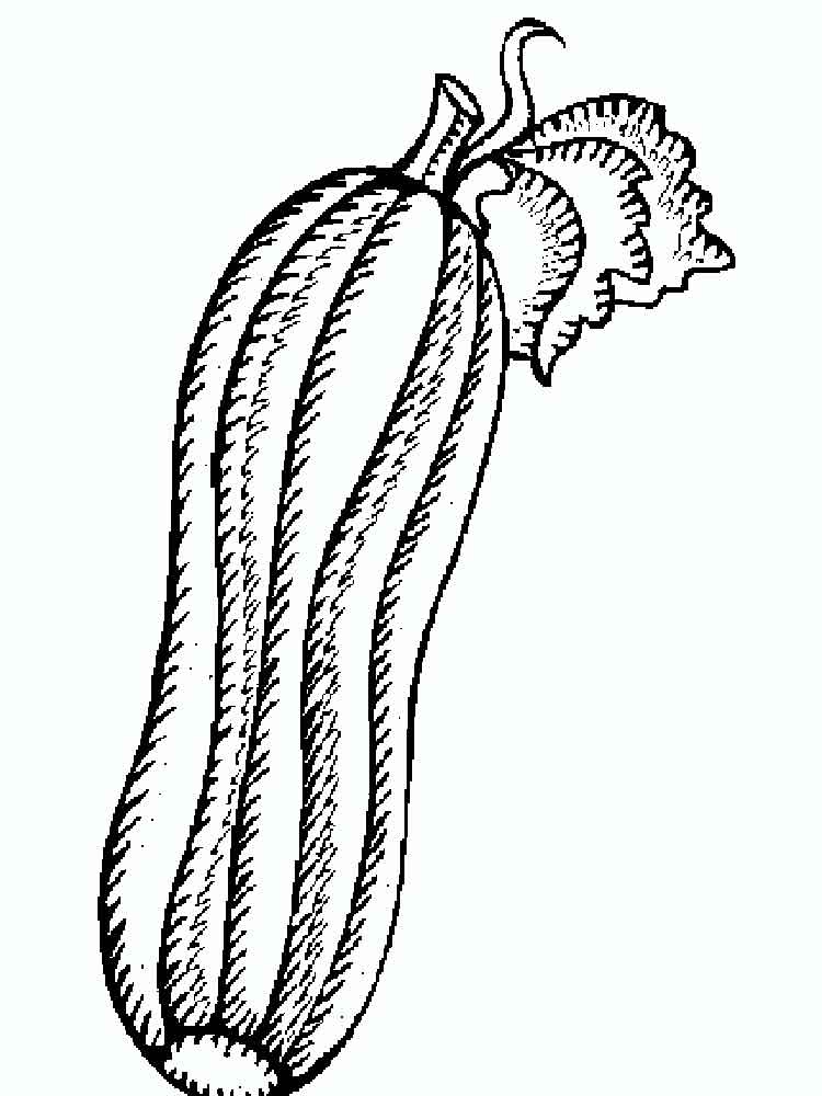 Squash coloring pages