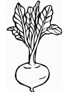 Turnip coloring page 6 - Free printable