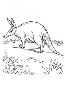 Aardvark coloring page - picture 3