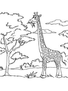 African Animals coloring page - picture 12