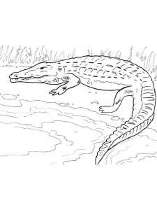 African Animals coloring page - picture 13