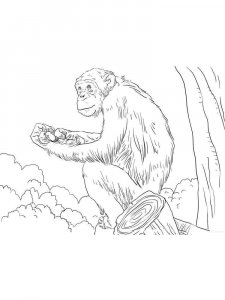 African Animals coloring page - picture 28