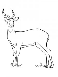 African Animals coloring page - picture 36
