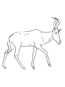 African Animals coloring page - picture 42