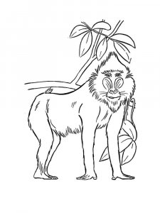 African Animals coloring page - picture 5