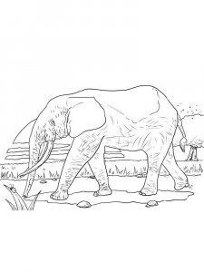 African Animals coloring page - picture 7