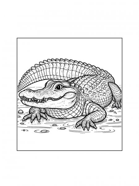 Alligator coloring pages