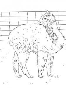 Alpaca coloring page - picture 6