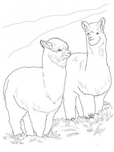 Alpaca coloring page - picture 7