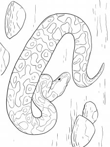 Anaconda coloring page - picture 10