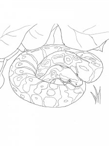 Anaconda coloring page - picture 2