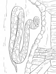 Anaconda coloring page - picture 5