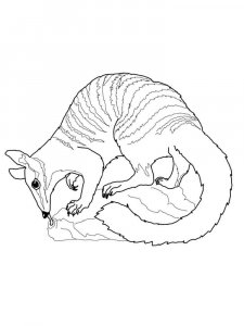 Anteater coloring page - picture 16