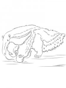 Anteater coloring page - picture 2