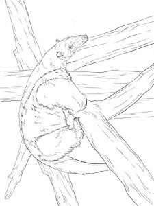 Anteater coloring page - picture 20