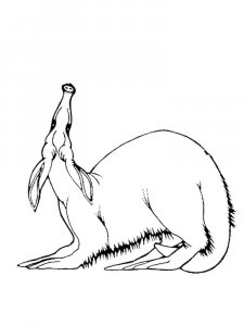 Anteater coloring page - picture 9