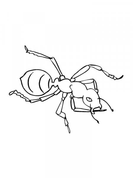 Ant coloring pages