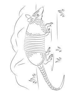Armadillos coloring page - picture 15