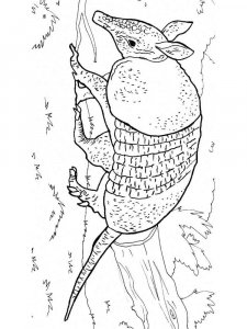 Armadillos coloring page - picture 2