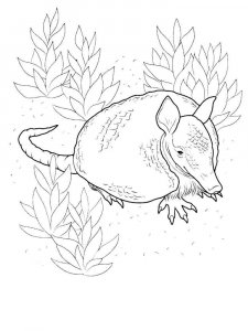 Armadillos coloring page - picture 4