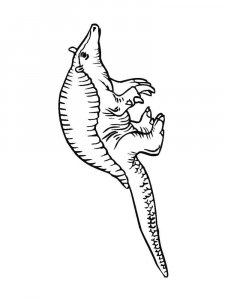 Armadillos coloring page - picture 8