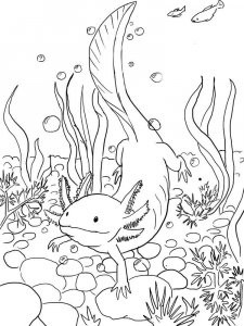 Axolotl coloring page - picture 1