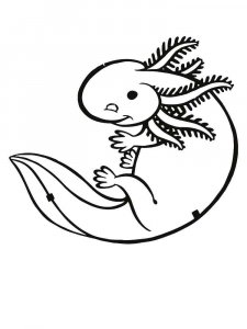 Axolotl coloring page - picture 11