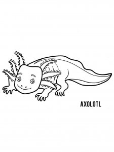 Axolotl coloring page - picture 16