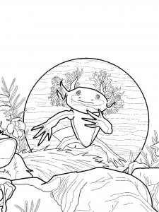 Axolotl coloring page - picture 22