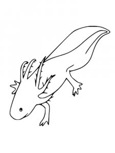Axolotl coloring page - picture 24
