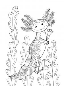 Axolotl coloring page - picture 26